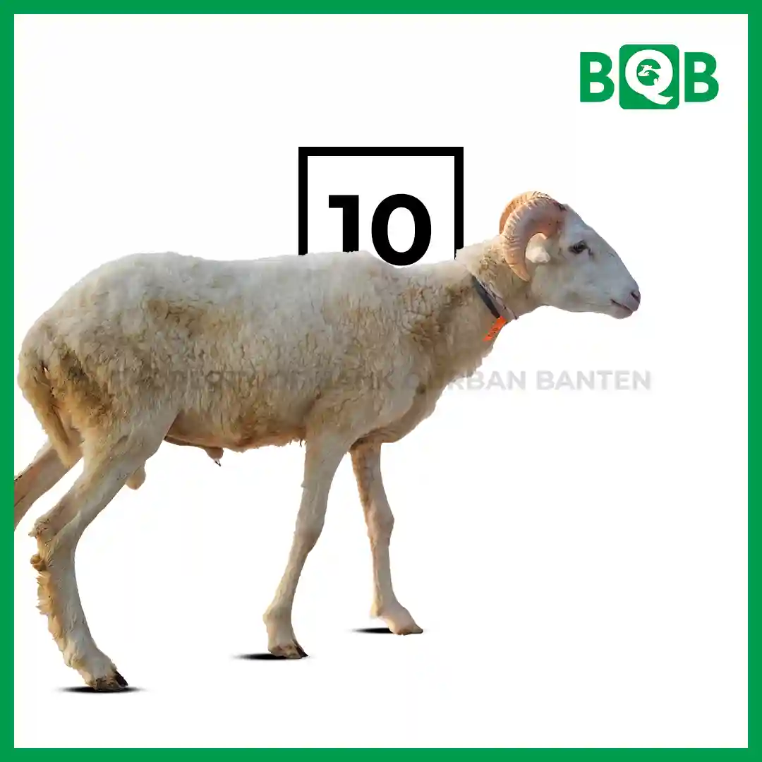 Domba