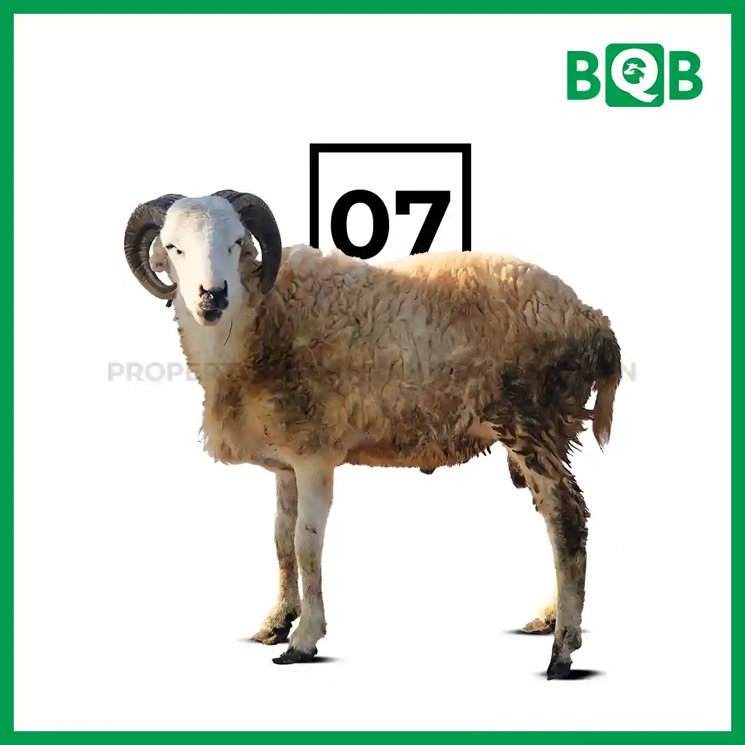 Domba