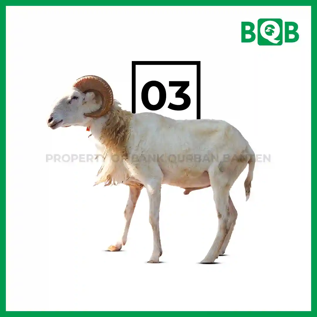 Domba