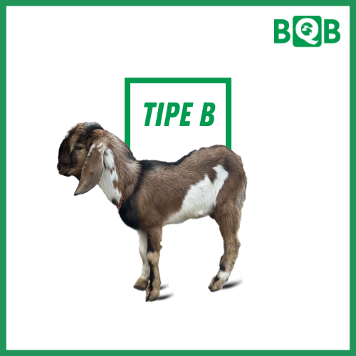 Kambing