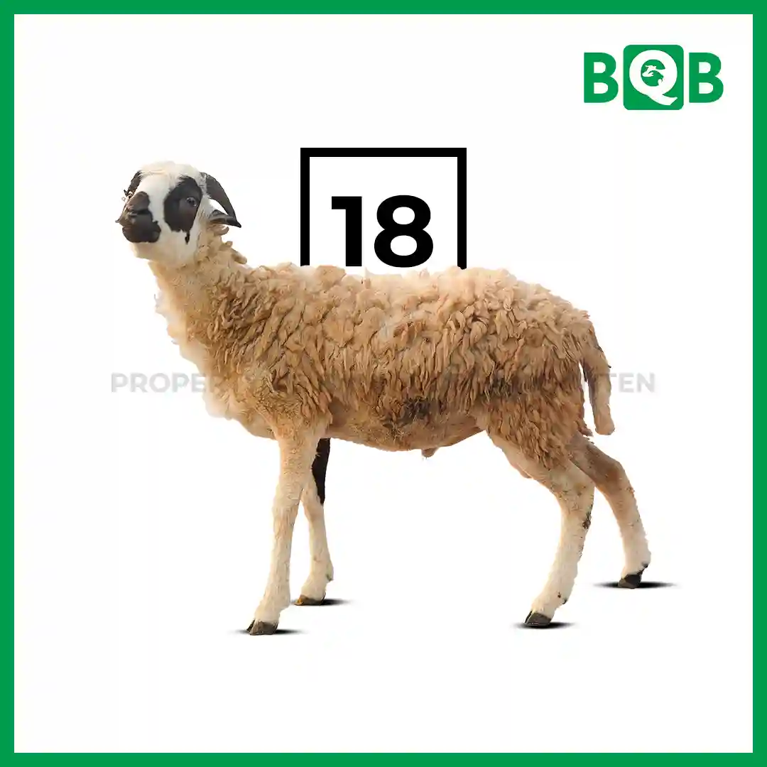 Domba