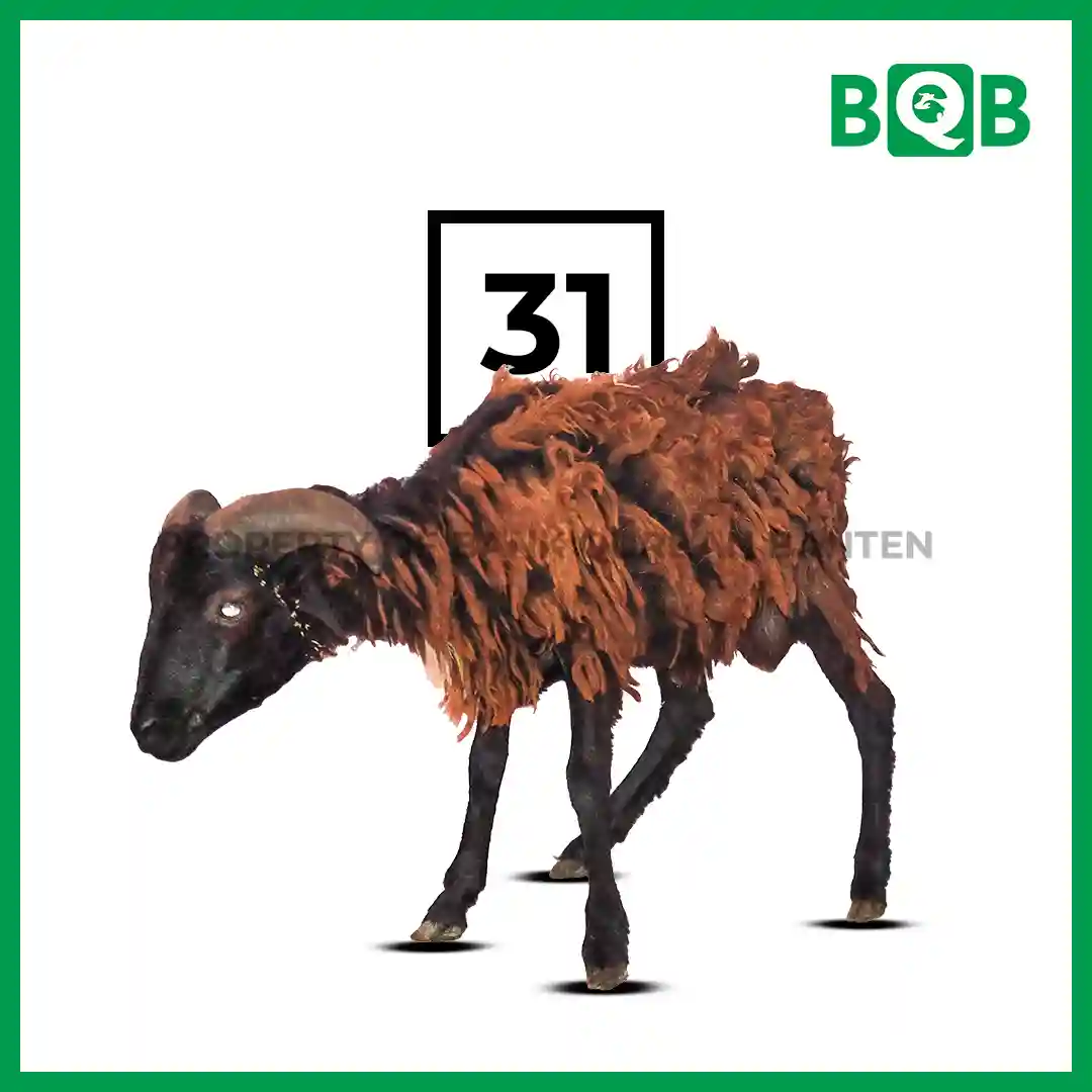Domba