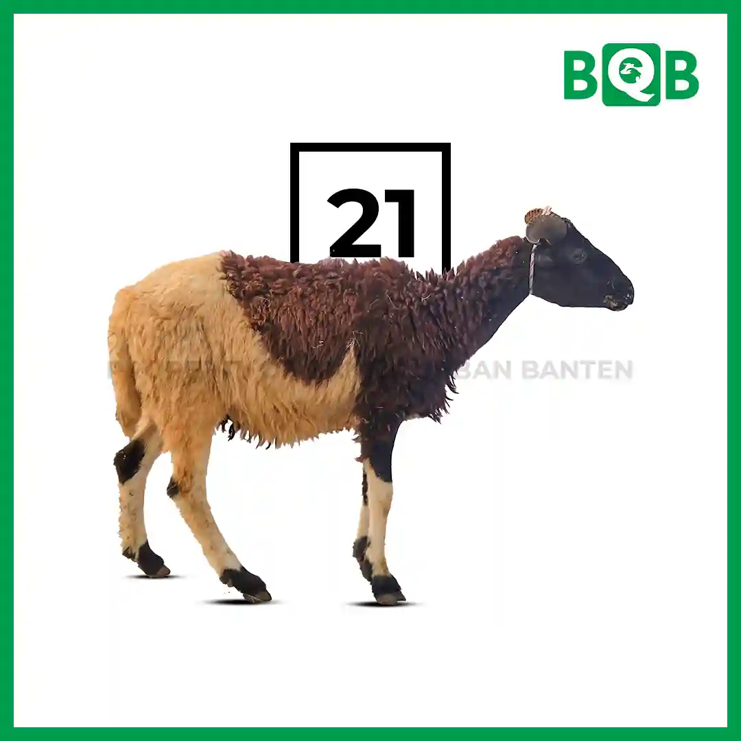 Domba