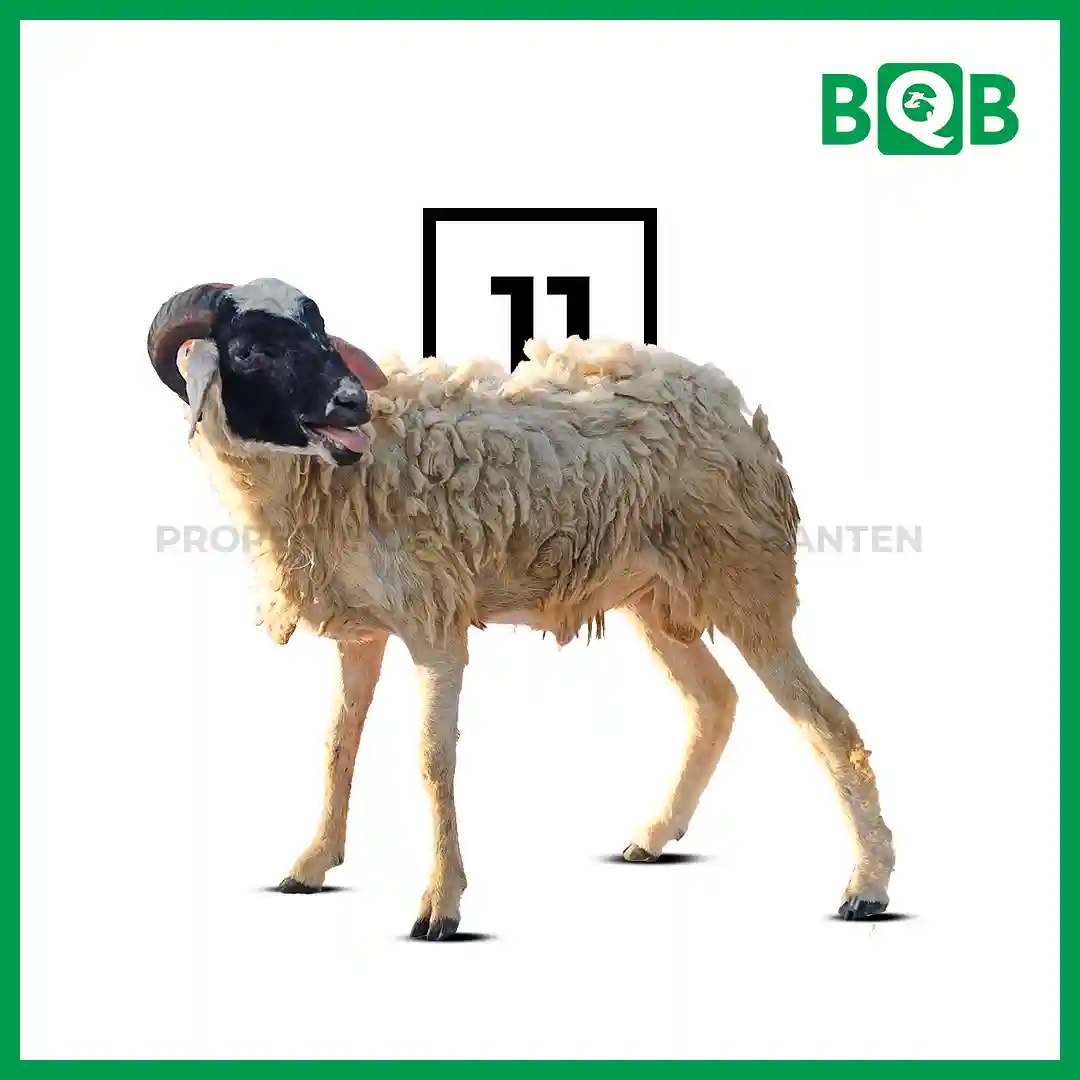 Domba