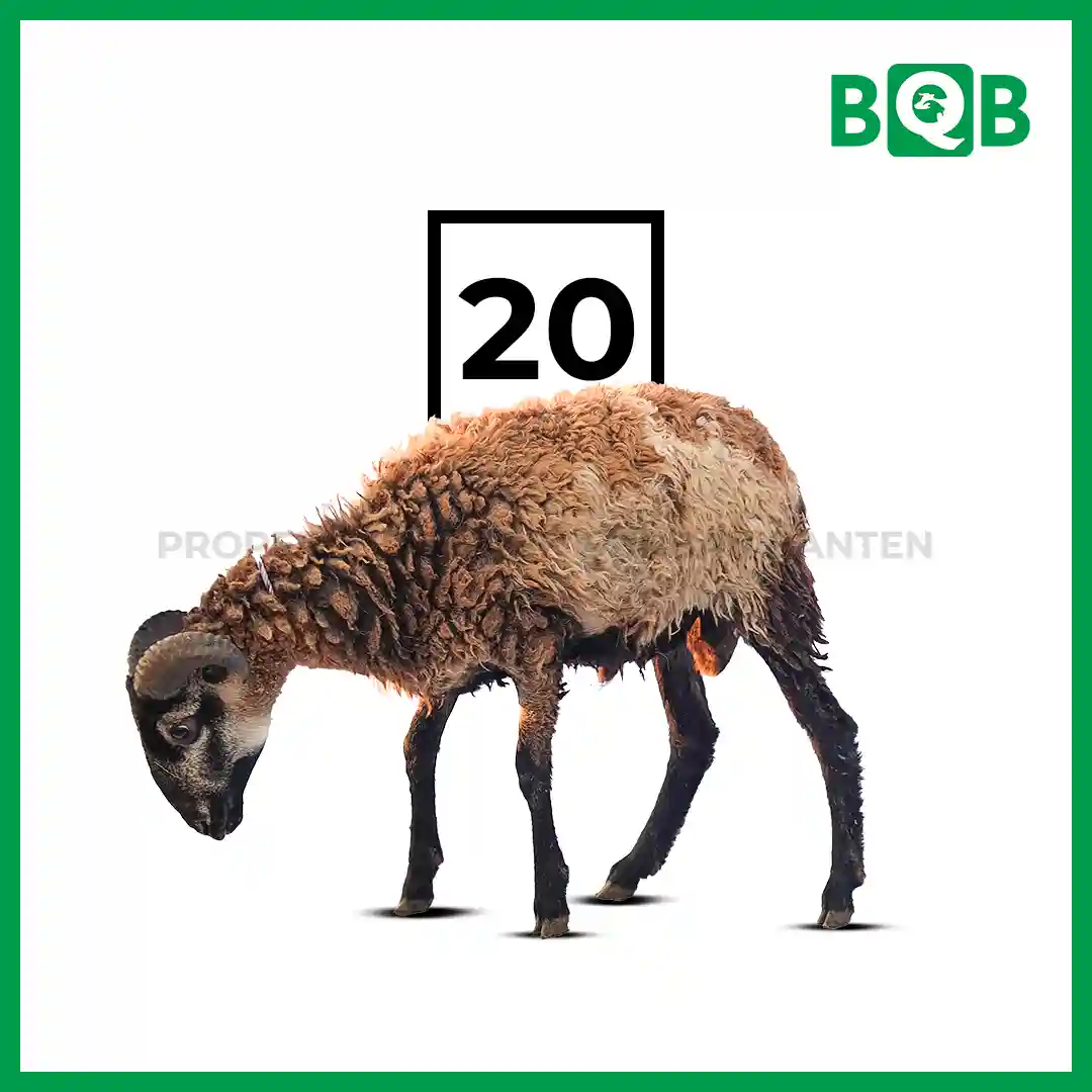 Domba