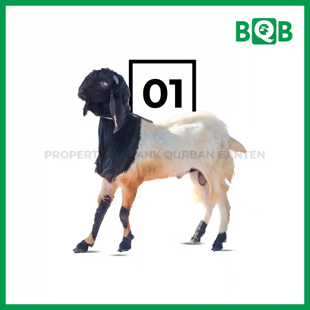 Kambing