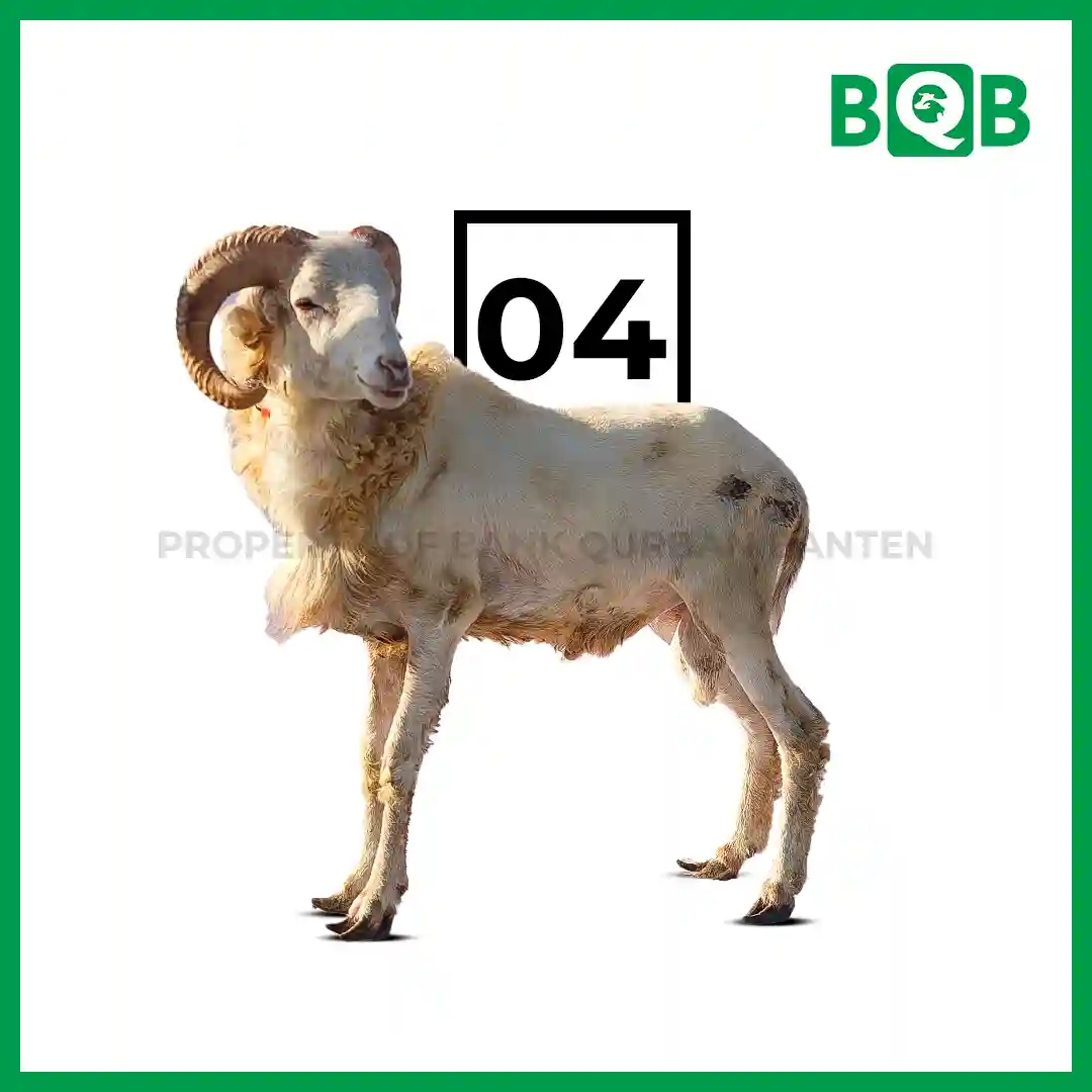 Domba