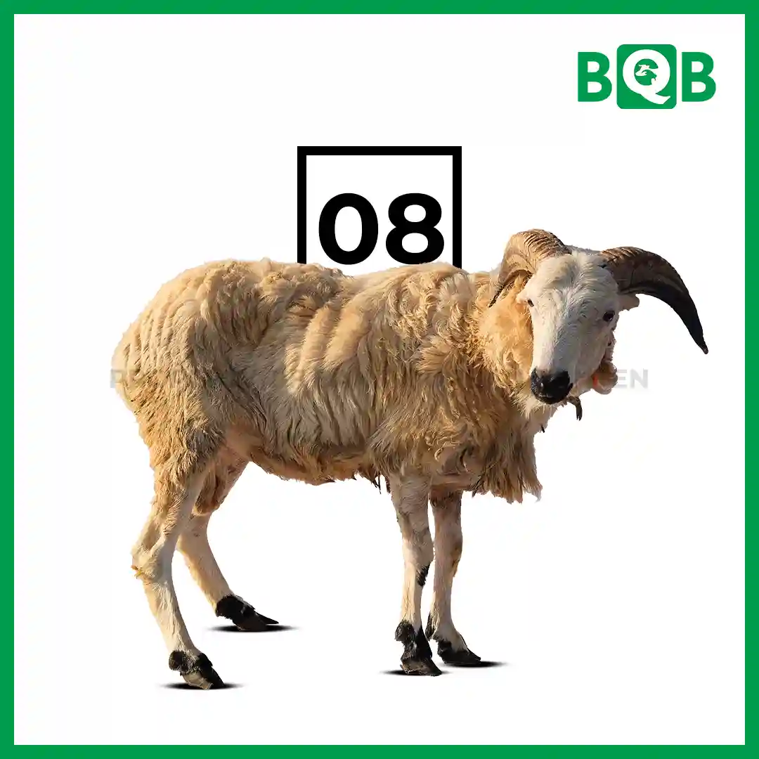 Domba