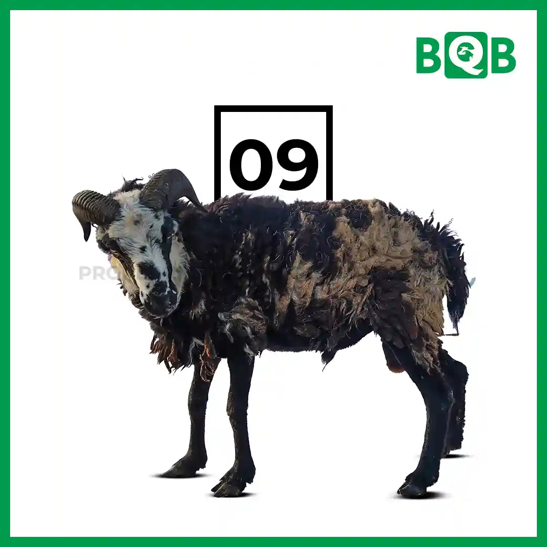Domba