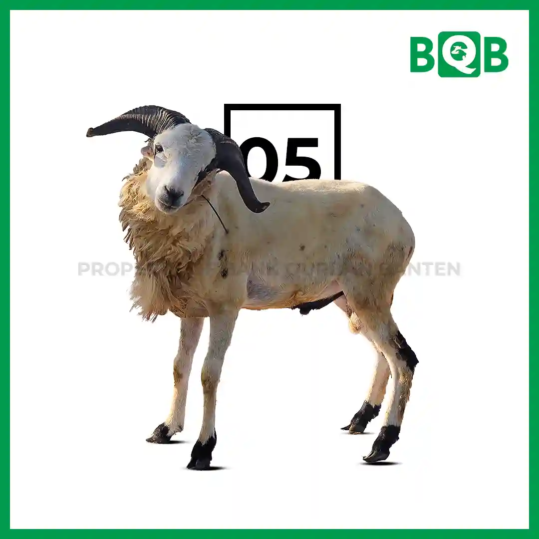 Domba