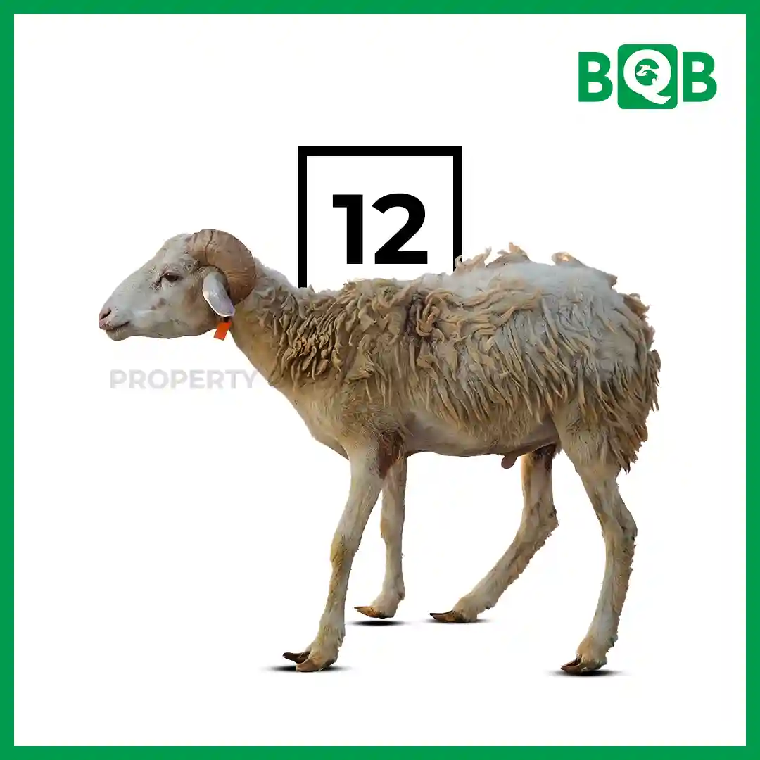 Domba